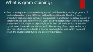 What is gram staining?
 Gram staining is a common technique used to differentiate two large groups of
bacteria based on their different cell wall constituents. The Gram stain
procedure distinguishes between Gram positive and Gram negative groups by
coloring these cells red or violet. Gram positive bacteria stain violet due to the
presence of a thick layer of peptidoglycan in their cell walls, which retains the
crystal violet these cells are stained with. Alternatively, Gram negative bacteria
stain red, which is attributed to a thinner peptidoglycan wall, which does not
retain the crystal violet during the decoloring process.
 