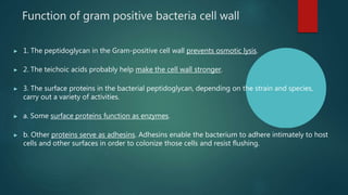 gram positive and gram negative bacteria- lec 2.pptx
