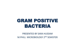 GRAM POSITIVE
BACTERIA
PRESENTED BY SARA HUSSAM
M.PHILL MICROBIOLOGY 2ND SEMISTER
 