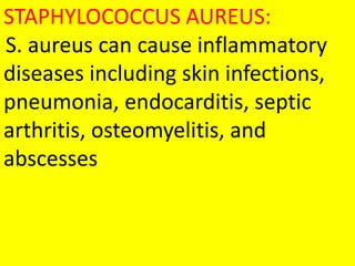 STAPHYLOCOCCUS AUREUS:
S. aureus can cause inflammatory
diseases including skin infections,
pneumonia, endocarditis, septic
arthritis, osteomyelitis, and
abscesses
 