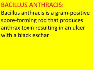BACILLUS ANTHRACIS:
Bacillus anthracis is a gram-positive
spore-forming rod that produces
anthrax toxin resulting in an ulcer
with a black eschar.
 