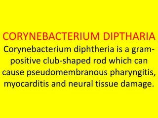 CORYNEBACTERIUM DIPTHARIA
Corynebacterium diphtheria is a gram-
positive club-shaped rod which can
cause pseudomembranous pharyngitis,
myocarditis and neural tissue damage.
 