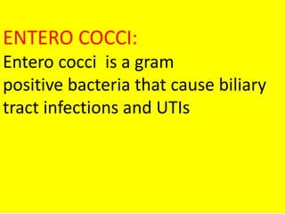 ENTERO COCCI:
Entero cocci is a gram
positive bacteria that cause biliary
tract infections and UTIs
 