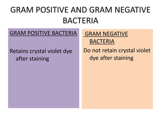 GRAM POSITIVE AND GRAM NEGATIVE
BACTERIA
GRAM POSITIVE BACTERIA
Retains crystal violet dye
after staining
GRAM NEGATIVE
BACTERIA
Do not retain crystal violet
dye after staining
 