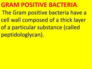 GRAM POSITIVE BACTERIA:
The Gram positive bacteria have a
cell wall composed of a thick layer
of a particular substance (called
peptidologlycan).
 