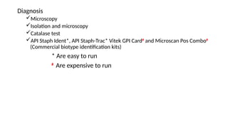 gram positive bacteria bacteriology medical.pptx