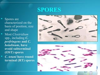 SPORES
 Spores are
characterized on the
basis of position, size
and shape
 Most Clostridium
spp., including C.
perfringens and C.
botulinum, have
ovoid subterminal
(OST) spores
 C. tetani have round
terminal (RT) spores
 