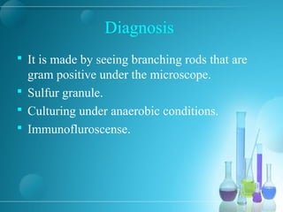 Diagnosis
 It is made by seeing branching rods that are
gram positive under the microscope.
 Sulfur granule.
 Culturing under anaerobic conditions.
 Immunofluroscense.
 