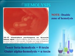 HEMOLYSIS
Inner beta-hemolysis = θ toxin
Outer alpha-hemolysis = α toxin
NOTE: Double
zone of hemolysis
 
