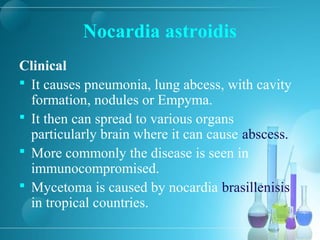 Nocardia astroidis
Clinical
 It causes pneumonia, lung abcess, with cavity
formation, nodules or Empyma.
 It then can spread to various organs
particularly brain where it can cause abscess.
 More commonly the disease is seen in
immunocompromised.
 Mycetoma is caused by nocardia brasillenisis
in tropical countries.
 