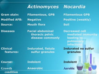 Actinomyces Nocardia
Gram stain: Filamentous, GPB Filamentous GPB
Modified AFB: Negative Positive (weakly)
Source: Mouth flora Soil
Diseases Facial abdominal
thoracic pelvic
disease commonly
Decreased cell
mediated immunity
leading to
pulmonary
infections
Clinical
features:
Indurated, fistula
sulfur granules
Indurated no sulfur
granules
Course: Indolent Indolent
Growth
condition
Anaerobic Aerobic
 