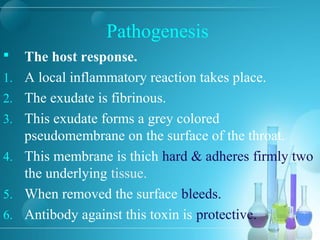 Pathogenesis
 The host response.
1. A local inflammatory reaction takes place.
2. The exudate is fibrinous.
3. This exudate forms a grey colored
pseudomembrane on the surface of the throat.
4. This membrane is thich hard & adheres firmly two
the underlying tissue.
5. When removed the surface bleeds.
6. Antibody against this toxin is protective.
 