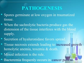 PATHOGENESIS
 Spores germinate at low oxygen in traumatized
tissue.
 When the sachrolytic bacteria produce gas the
distension of the tissue interferes with the blood
supply.
 Secretion of hyaluronidase favors spread.
 Tissue necrosis extends leading to increased growth
hemolytic anemia, toxemia & death.
 Mixed infection is the rule.
 Bacteremia frequenly occurs in cancer patient.
 