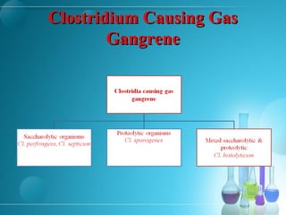 Clostridium Causing GasClostridium Causing Gas
GangreneGangrene
 