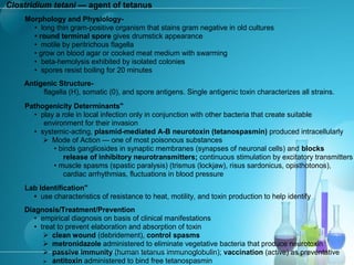 Clostridium tetani — agent of tetanus
Morphology and Physiology-
• long thin gram-positive organism that stains gram negative in old cultures
• round terminal spore gives drumstick appearance
• motile by peritrichous flagella
• grow on blood agar or cooked meat medium with swarming
• beta-hemolysis exhibited by isolated colonies
• spores resist boiling for 20 minutes
Antigenic Structure-
flagella (H), somatic (0), and spore antigens. Single antigenic toxin characterizes all strains.
Pathogenicity Determinants"
• play a role in local infection only in conjunction with other bacteria that create suitable
environment for their invasion
• systemic-acting, plasmid-mediated A-B neurotoxin (tetanospasmin) produced intracellularly
 Mode of Action — one of most poisonous substances
• binds gangliosides in synaptic membranes (synapses of neuronal cells) and blocks
release of inhibitory neurotransmitters; continuous stimulation by excitatory transmitters
• muscle spasms (spastic paralysis) (trismus (lockjaw), risus sardonicus, opisthotonos),
cardiac arrhythmias, fluctuations in blood pressure
Lab Identification"
• use characteristics of resistance to heat, motility, and toxin production to help identify
Diagnosis/Treatment/Prevention
• empirical diagnosis on basis of clinical manifestations
• treat to prevent elaboration and absorption of toxin
 clean wound (debridement), control spasms
 metronidazole administered to eliminate vegetative bacteria that produce neurotoxin
 passive immunity (human tetanus immunoglobulin); vaccination (active) as preventative
 antitoxin administered to bind free tetanospasmin
 