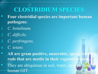 CLOSTRIDIUM SPECIES
 Four clostridial species are important human
pathogens:
1. C. botulinum,
2. C. difficile,
3. C. perfringens,
4. C. tetani.
 All are gram positive, anaerobic, spore forming
rods that are motile in their vegetative form.
 They are ubiquitous in soil, water, savage, dung &
human GIT.
 