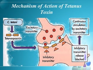 Mechanism of Action of Tetanus
Toxin
 