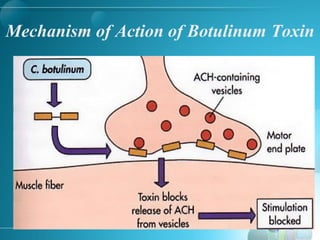 Mechanism of Action of Botulinum Toxin
 