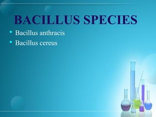 BACILLUS SPECIES
 Bacillus anthracis
 Bacillus cereus
 
