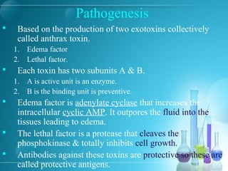 Pathogenesis
 Based on the production of two exotoxins collectively
called anthrax toxin.
1. Edema factor
2. Lethal factor.
 Each toxin has two subunits A & B.
1. A is active unit is an enzyme.
2. B is the binding unit is preventive.
 Edema factor is adenylate cyclase that increases the
intracellular cyclic AMP. It outpores the fluid into the
tissues leading to edema.
 The lethal factor is a protease that cleaves the
phosphokinase & totally inhibits cell growth.
 Antibodies against these toxins are protective so these are
called protective antigens.
 