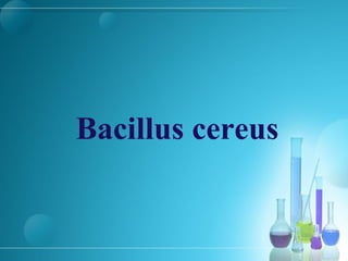 Bacillus cereus
 
