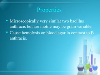 Properties
 Microscopically very similar two bacillus
anthracis but are motile may be gram variable.
 Cause hemolysis on blood agar in contrast to B
anthracis.
 