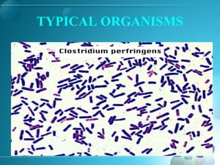 TYPICAL ORGANISMS
 