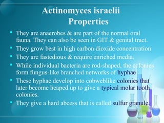 Actinomyces israelii
Properties
 They are anaerobes & are part of the normal oral
fauna. They can also be seen in GIT & genital tract.
 They grow best in high carbon dioxide concentration
 They are fastedious & require enriched media.
 While individual bacteria are rod-shaped, the colonies
form fungus-like branched networks of hyphae
 These hyphae develop into cobweblike colonies that
later become heaped up to give a typical molar tooth
colonies.
 They give a hard abcess that is called sulfur granule.
 