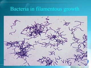 Bacteria in filamentous growth
 