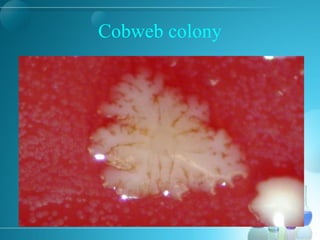 Cobweb colony
 