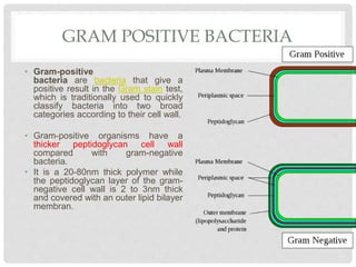 GRAM POSITIVE BACTERIA
• Gram-positive
bacteria are bacteria that give a
positive result in the Gram stain test,
which is traditionally used to quickly
classify bacteria into two broad
categories according to their cell wall.
• Gram-positive organisms have a
thicker peptidoglycan cell wall
compared with gram-negative
bacteria.
• It is a 20-80nm thick polymer while
the peptidoglycan layer of the gram-
negative cell wall is 2 to 3nm thick
and covered with an outer lipid bilayer
membran.
 