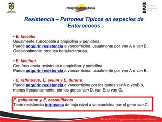 Resistencia – Patrones Típicos en especies de
Enterococos
• E. faecalis
Usualmente susceptible a ampicilina y penicilina.
Puede adquirir resistencia a vancomicina, usualmente por van A o van B.
Ocasionalmente produce beta-lactamasa.
• E. faecium
Con frecuencia resistente a ampicilina y penicilina.
Puede adquirir resistencia a vancomicina, usualmente por van A o van B.
• E. raffinosus, E. avium y E. durans
Puede adquirir resistencia a vancomicina por los genes vanA o vanB o,
menos frecuentemente, por los genes van D, van E, o van G.
E. gallinarum y E. casseliflavus
Tiene resistencia intrínseca de bajo nivel a vancomicina por el gene van C.

 