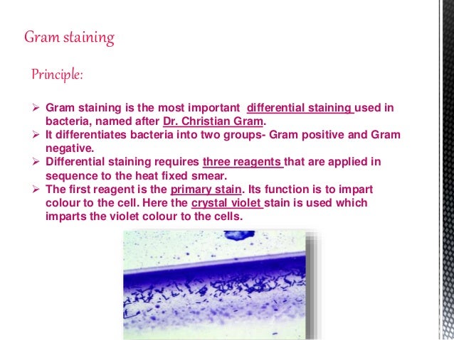 Gram Staining