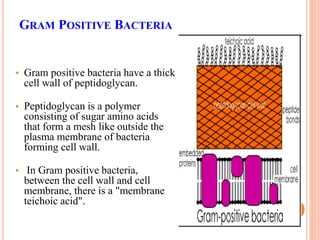 GRAM POSITIVE BACTERIA
• Gram positive bacteria have a thick
cell wall of peptidoglycan.
• Peptidoglycan is a polymer
consisting of sugar amino acids
that form a mesh like outside the
plasma membrane of bacteria
forming cell wall.
• In Gram positive bacteria,
between the cell wall and cell
membrane, there is a "membrane
teichoic acid".
 
