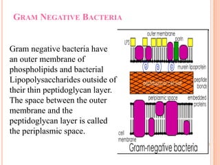 GRAM NEGATIVE BACTERIA
Gram negative bacteria have
an outer membrane of
phospholipids and bacterial
Lipopolysaccharides outside of
their thin peptidoglycan layer.
The space between the outer
membrane and the
peptidoglycan layer is called
the periplasmic space.
 