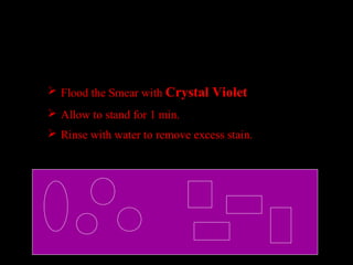 The Gram Stain Procedure
STEP 2- CRYSTAL VIOLETthe Primary
Stain
 Flood the Smear with Crystal Violet
 Allow to stand for 1 min.
 Rinse with water to remove excess stain.
 