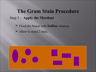 The Gram Stain Procedure
Step 3 - Apply the Mordant
 Flood the Smear with Iodine solution.
 Allow to stand 2 mins.
 