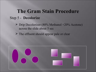 The Gram Stain Procedure
Step 5 - Decolorize
 Drip Decolorizer (80% Methanol +20% Acetone)
across the slide about 5 sec
 The effluent should appear pale or clear
 