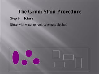 The Gram Stain Procedure
Step 6 - Rinse
Rinse with water to remove excess alcohol
 