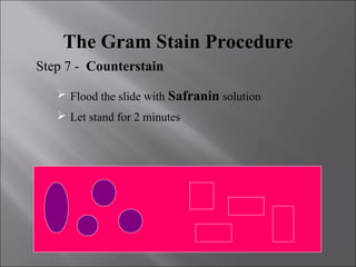 The Gram Stain Procedure
Step 7 - Counterstain
 Flood the slide with Safranin solution
 Let stand for 2 minutes
 