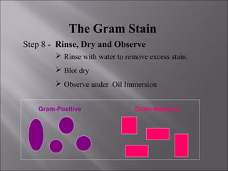 The Gram Stain
Step 8 - Rinse, Dry and Observe
Gram-Positive Gram-Negative
 Rinse with water to remove excess stain.
 Blot dry
 Observe under Oil Immersion
 