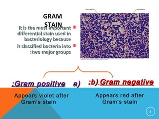 4
Gram StainGram Stain::
It is the most importantIt is the most important
differential stain used indifferential stain used in
bacteriology becausebacteriology because
it classified bacteria intoit classified bacteria into
two major groupstwo major groups::
a)a)Gram positiveGram positive::
Appears violet after
Gram’s stain
b)b) Gram negativeGram negative::
Appears red after
Gram’s stain
GRAM
STAIN
 