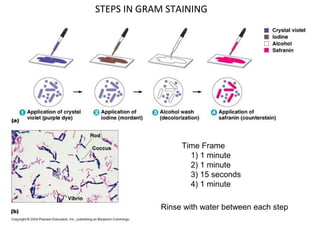 Time Frame
1) 1 minute
2) 1 minute
3) 15 seconds
4) 1 minute
Rinse with water between each step
STEPS IN GRAM STAINING
 
