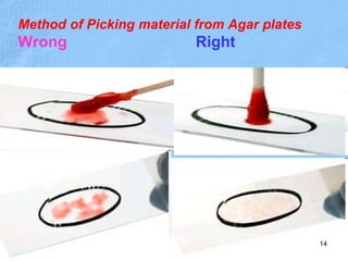 Method of Picking material from Agar plates
Wrong Right
14
 