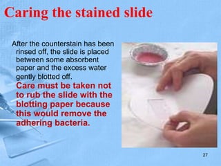 Caring the stained slide
After the counterstain has been
rinsed off, the slide is placed
between some absorbent
paper and the excess water
gently blotted off.
Care must be taken not
to rub the slide with the
blotting paper because
this would remove the
adhering bacteria.
27
 