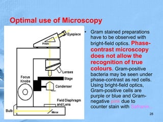 Optimal use of Microscopy
• Gram stained preparations
have to be observed with
bright-field optics. Phase-
contrast microscopy
does not allow the
recognition of true
colours. Gram-positive
bacteria may be seen under
phase-contrast as red cells.
Using bright-field optics,
Gram-positive cells are
purple or blue and Gram-
negative pink due to
counter stain with Safranin..
28
 