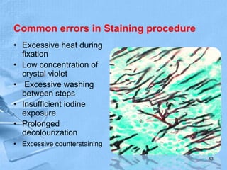 Common errors in Staining procedure
• Excessive heat during
fixation
• Low concentration of
crystal violet
• Excessive washing
between steps
• Insufficient iodine
exposure
• Prolonged
decolourization
• Excessive counterstaining
43
 