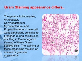 Gram Staining appearance differs..
The genera Actinomyctes,
Arthobacter,
Corynebacterium,
Mycobacterium, and
Propionibacterium have cell
walls particularly sensitive to
breakage during cell division,
resulting in Gram-negative
staining of these Gram-
positive cells. The staining of
these organisms result in an
uneven or granular
appearance 50
 