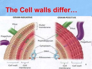 The Cell walls differ…
6
 