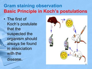Gram staining observation
Basic Principle in Koch’s postulations
• The first of
Koch’s postulate
that the
suspected the
organism should
always be found
in association
with the
disease.
7
 